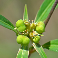 Mexican-Fireplant, Euphorbia-heterophylla